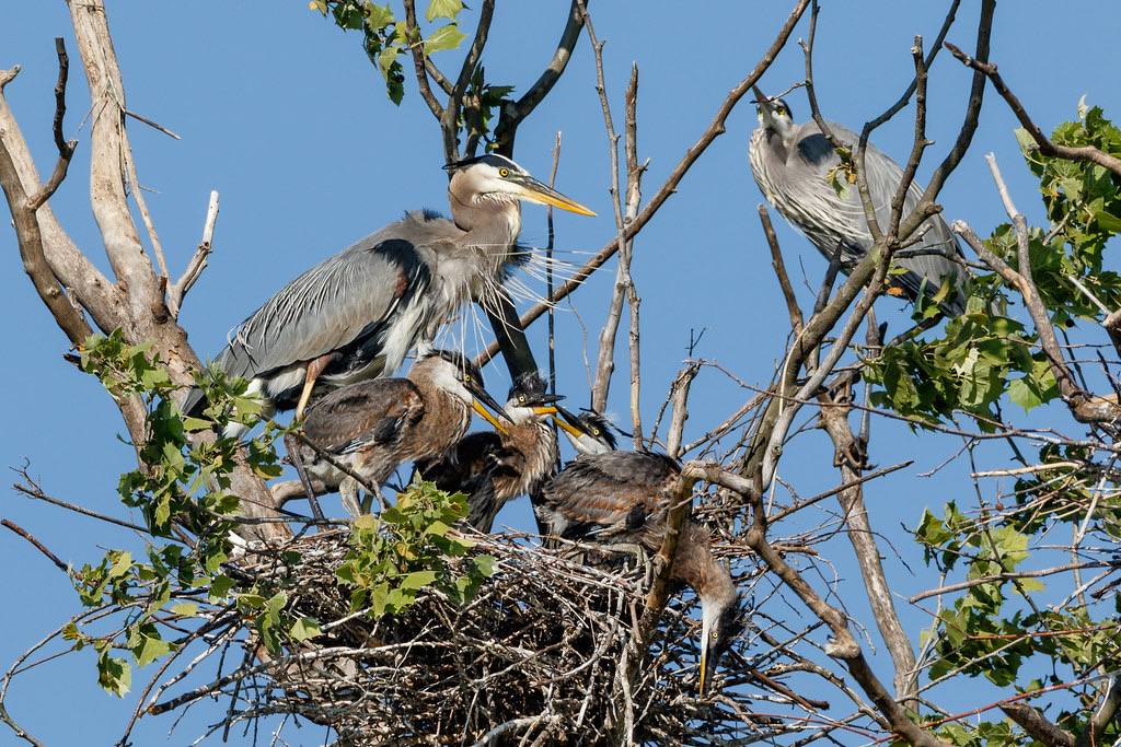 Great Blue Heron Family (Explored May. 31, 2017) by Tim Lumley is licensed under CC BY-NC-ND 2.0